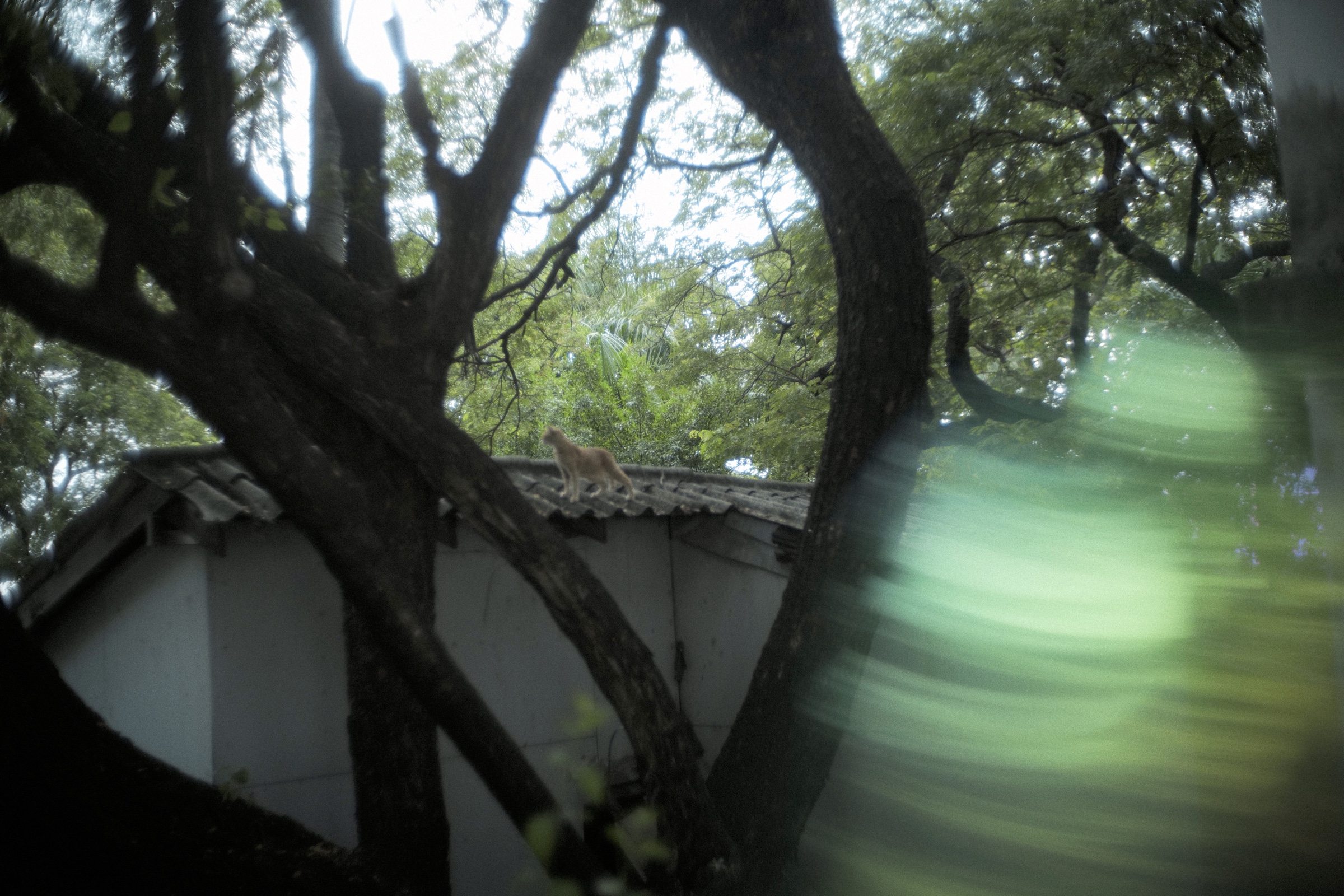 Afterimage in Passing, photograph 27